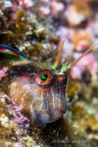 White Mediterranean Blenny by Marco Gargiulo 